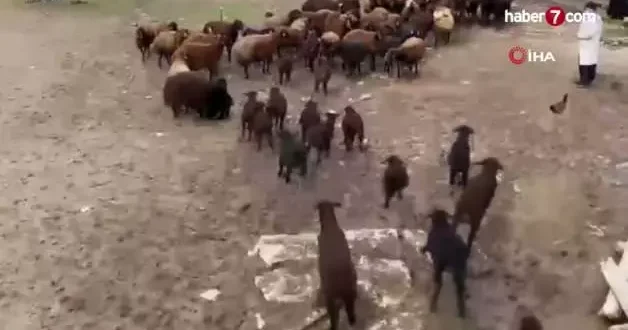 Ağrı da kuzuların anneleri ile buluşması renkli anlara sahne oldu
