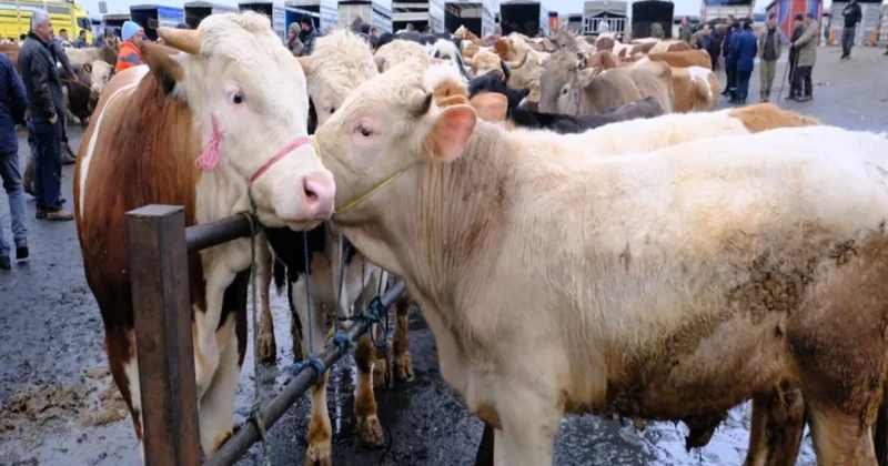 Türkiye nin en büyük canlı hayvan pazarında yoğunluk Sözcü Gazetesi