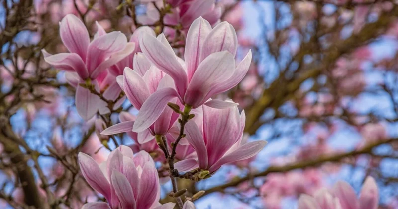 Manolya çiçeği anlamı