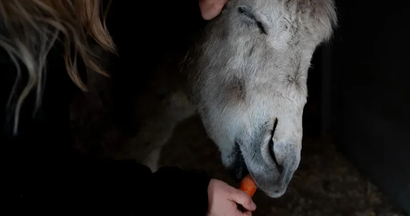 Ölümün kıyısından döndüler: Eşeğe Garip , kediye Şanslı dediler