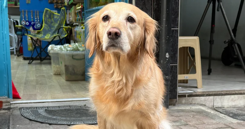 Hastalığına tanı konulamayan köpek sevginin gücüyle hayata bağlandı