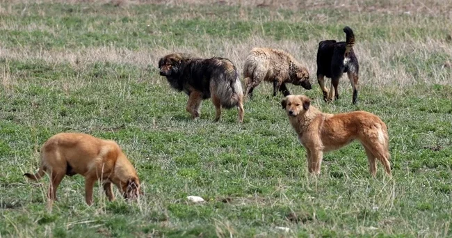 İstanbul Valiliği nden sahipsiz köpekler için talimat: Belediyelere yazı gönderildi
