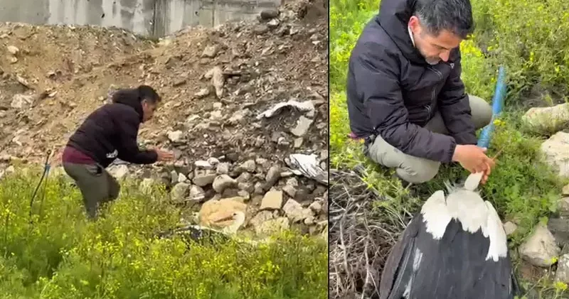 Göç yolundaki leylek tüfekle vuruldu