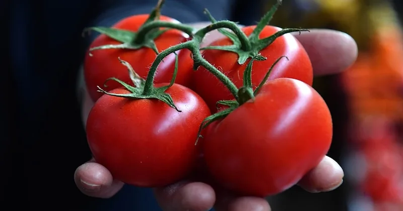 Domates ihracatında güçlü başlangıç: İlk çeyrekte 180 milyon doları aştı Sözcü Gazetesi