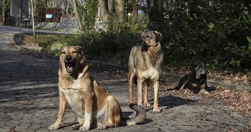 İstanbul Valisi Gül den sahipsiz köpek talimatı: Yüzde 46 sı toplandı! Belediyelere uyarı