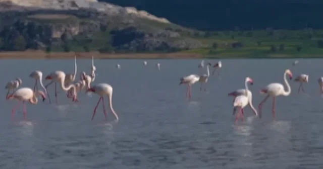 Burdur Yarışlı Gölü ndeki flamingolar hayran bıraktı VİDEO İZLE