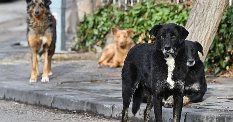 Vali Gül den sahipsiz hayvanlar açıklaması: Sokaklarda sahipsiz tek bir köpek bulunmayacaktır