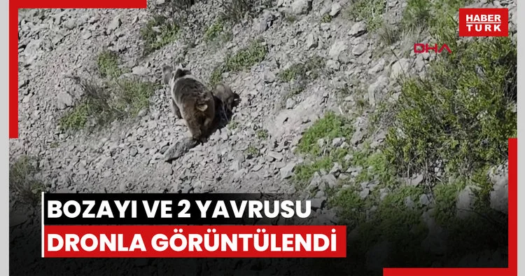 Bozayı ve 2 yavrusu dronla görüntülendi