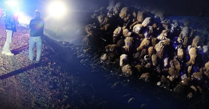 Arılar katliam yaptı: Korkunç sayı gün ağarınca ortaya çıktı! Sözcü Gazetesi