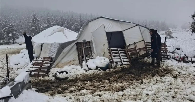 Kar yüküne dayanamayan çadırın çökmesi sonucu 5 hayvan mahsur kaldı