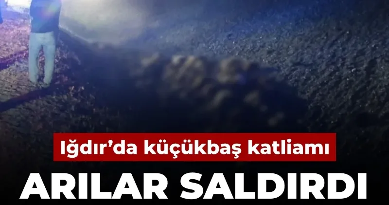 Iğdır’da küçükbaş katliamı: Arılar saldırdı 400 tanesi öldü