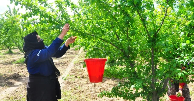 Manisa nın dumanlı papaz eriğinde hasat başladı Manisa Haberleri