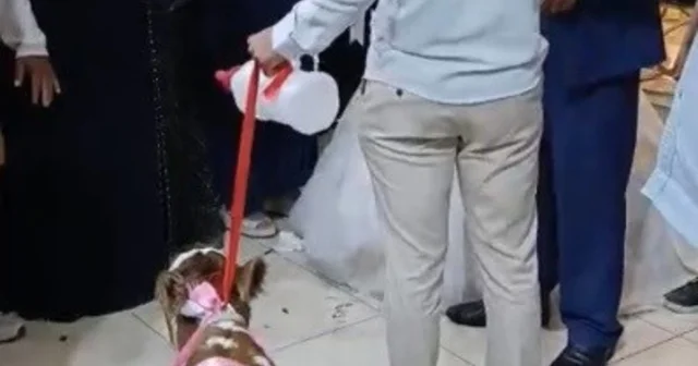 Osmaniye de damada düğünde altın yerine buzağı verildi Osmaniye Haberleri