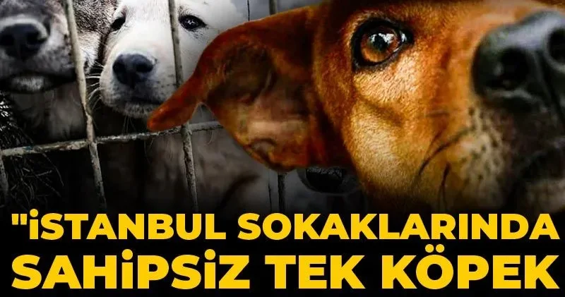 Vali duyurdu: İstanbul sokaklarında sahipsiz tek köpek kalmayacak