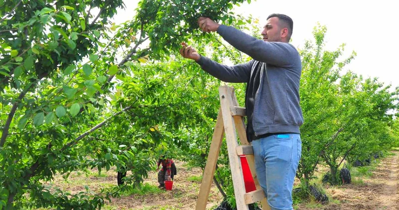 Dalından tek tek toplanıyor, Türkiye nin 81 iline gönderiliyor! Kilosu 100 TL den kapış kapış satılıyor