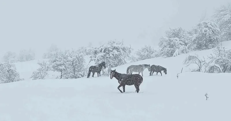 Bolu’da yılkı atları karlar altında görüntülendi