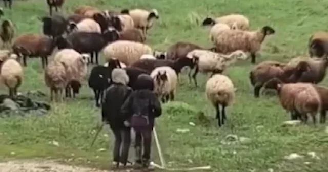 Elazığ da minik çobanların neşesi: Sürü başında türkü söyleyip halay çektiler VİDEO İZLE
