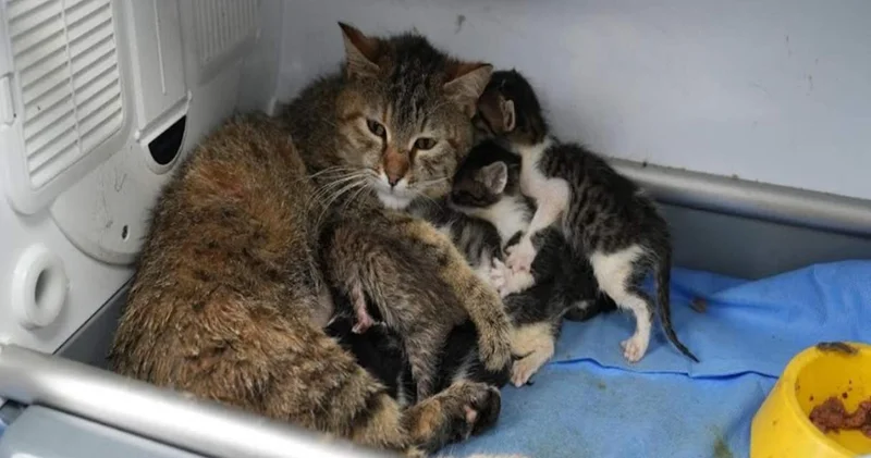 2 yavrusu olan anne kedi, 3 yavruya daha kol kanat gerdi