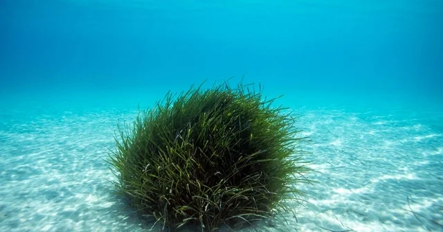 Bodrum da 2004 yılından beri bin ila 2 bin hektarlık bir alanda deniz çayırı kaybı var Muğla Haberleri