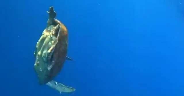 Misinaya dolanan caretta carettayı milli sporcu kurtardı VİDEO İZLE