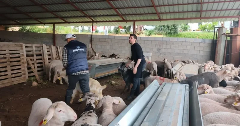 Kurbanlıklar satışa çıktı, pazarlıklar kızıştı