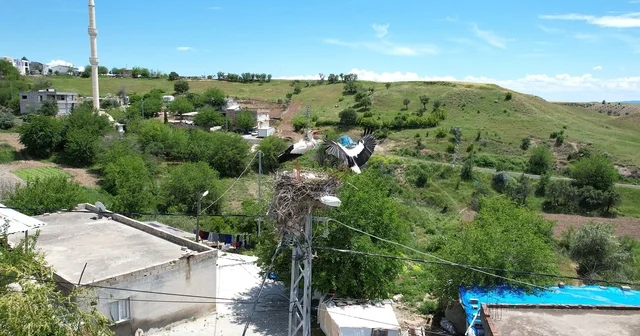 Adıyaman ın Kızılcapınar köyü leyleklerin uğrak noktası oldu Adıyaman Haberleri