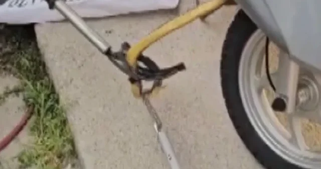 Motosiklet sürücüsü neye uğradığını şaşırdı: Kaportadan 1 metrelik yılan çıktı VİDEO İZLE