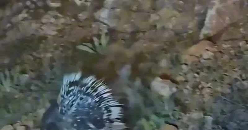 Elazığ’da oklu kirpi görüntülendi