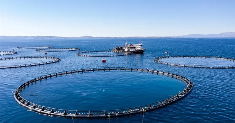 Su ürünleri üretimi 2025 yılında yüzde 11,1 arttı