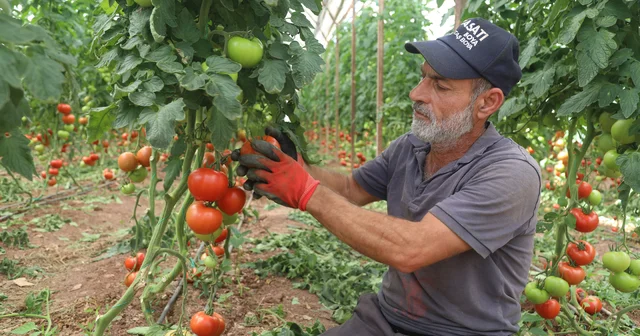 Antalya da yazlık domates hasadı başladı Antalya Haberleri