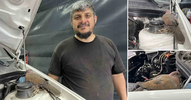 Bağcılar da örnek davranış: Oto tamirhanesinde araca yuva yapan kumru için işi durdurdular Hayat Haberleri