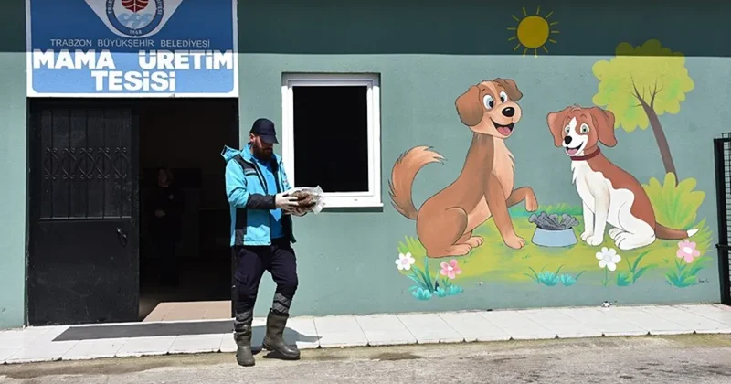 Sahipsiz hayvanlar yalnız değil
