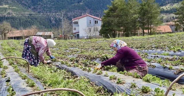 Samsun da 14 bin 358 üreticiye destek Samsun Haberleri