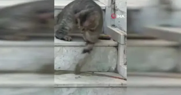 Kedinin yılanla oyun anları sosyal medyayı salladı