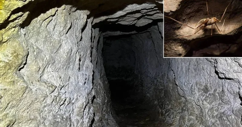 Adını Yüzüklerin Efendisi nden alan mağarada yeni bir canlı türü keşfedildi Sözcü Gazetesi