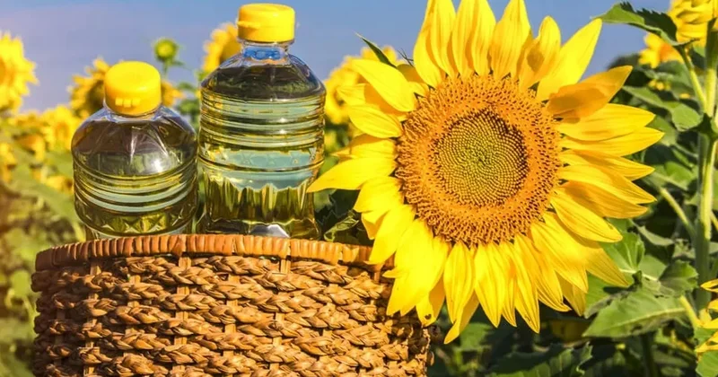 Ayçiçeği yağı için kritik karar! Başvurular e devlet ten... Yağlık tohumda yeni tarife belli oldu