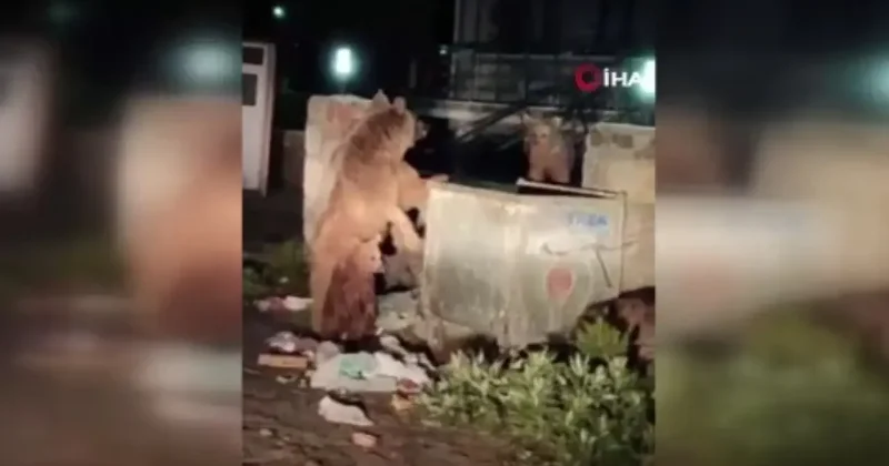 Vatandaş ayılara yanık yanık türkü söyledi! İşte viral olan anlar