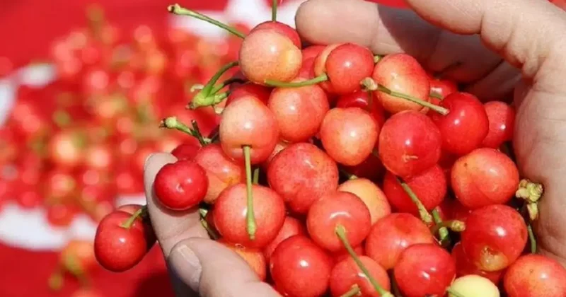 Yediği kiraz sonu oldu! Korkunç şüphe