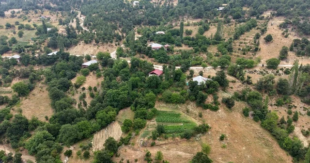 Feke nin dağ köyünde sarı kantaron ve kekik geleneksel yöntemlerle şifa kaynağına dönüşüyor Köylüler, doğadan topladıkları bitkileri 40 gün güneşte bekletip doğal yağ elde ediyor Adana Haberleri Habertürk Yerel Haberler