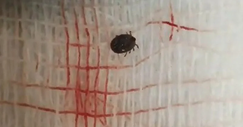 Kene bir can daha aldı