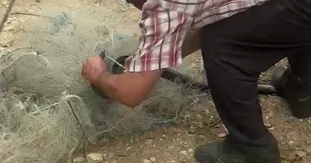 Balık ağında mahsur kalan yılanı elleriyle kurtardı VİDEO İZLE