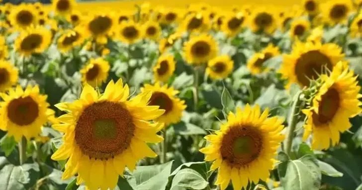 Yağlık ayçiçeği tohumu ve ham ayçiçeği yağı için tarife kontenjanı açıldı