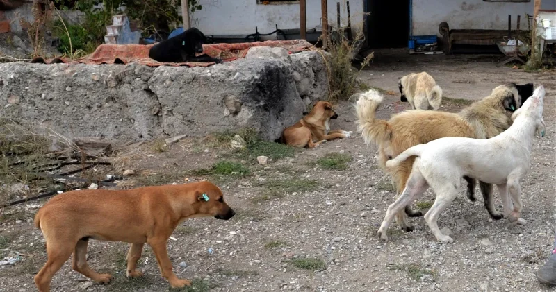 Sokak köpeklerinde son durum: Yetmez ama evet! İsmail Kılıçarslan