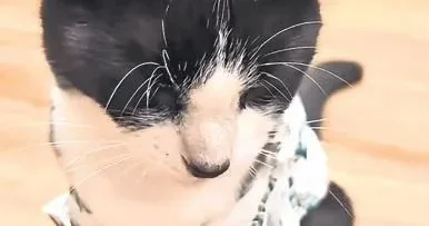 FUNDA KARAYEL Her maçı doğru tahmin eden kedi yorumculara karşı!