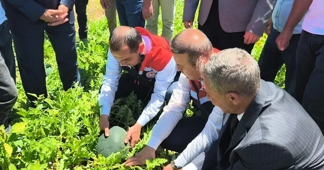 Iğdır da 7 bin dekar alanda üretilen karpuzda 30 bin ton rekolte beklentisi Iğdır Haberleri Habertürk Yerel Haberler