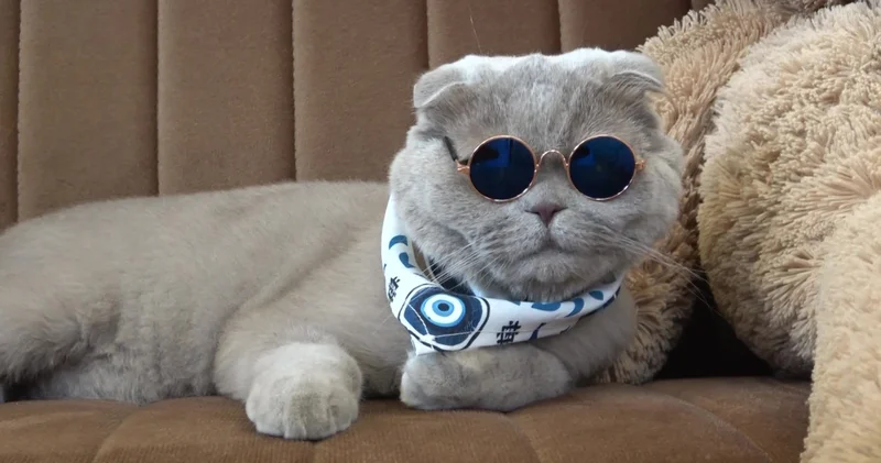 Yaşamaz denilen kedi, denizde yüzdü, Uludağ da kayak keyfi yaptı