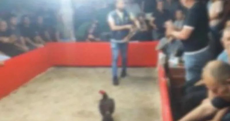 Hayvan koruma derneğınde horoz dövüşü!