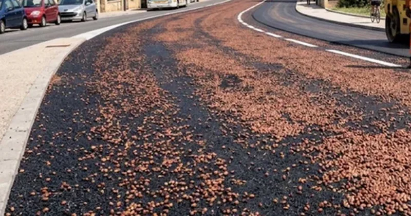 Zeytin çekirdeklerini yollara dökmeye başladılar Sözcü Gazetesi