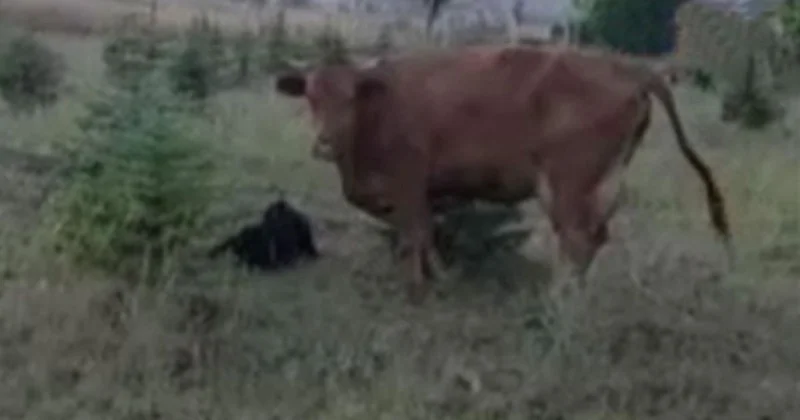 İneğin Doğumu Dağda Gerçekleşti