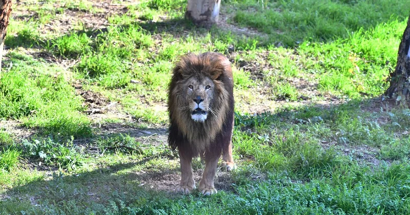 Japonya da aşırı sıcaklar nedeniyle hayvanat bahçesinde üç aslan öldü